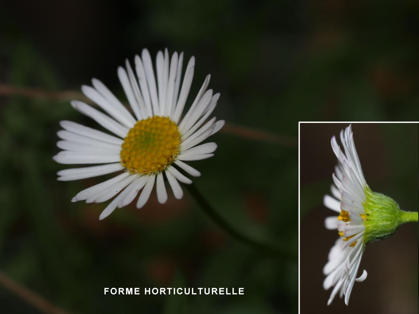 Fleabane, Mexican flower